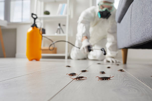 Post-Treatment Bed Bug Interceptor Monitoring in Picture Rocks